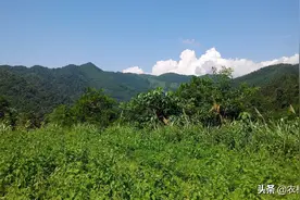 十八岁的小伙子远离城市生活，一人一狗躲进大山寻找向往的生活图片