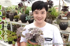 夏季多肉会休眠无需浇水！厚叶多肉3个月不浇水也不会出问题哦！视频封面