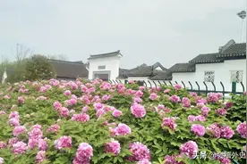 汝南天中山公园牡丹花开赛洛阳城图片