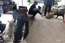 狗妈妈亲眼目睹狗贩把小狗装进狗笼，发飙攻击狗贩，太感人了图片