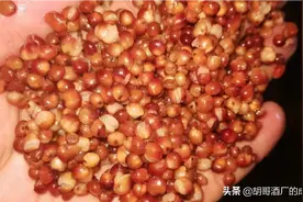 纯正品质高粱 酿纯高粱酒图片
