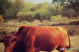 鄂州美丽乡村图片