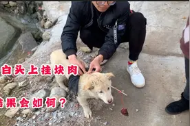 在土狗小白头上挂一块腊肉，小白会一直向前跑吗？视频封面