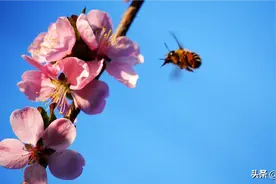 小蜜蜂采蜜忙图片