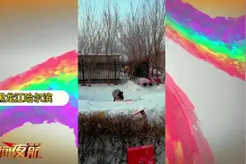 #蓝狐现身居民区# 【#哈尔滨# 狐狸现身居民区 爱心守护在行动视频封面