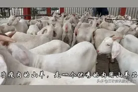 美国大白山羊和波尔山羊的区别视频封面