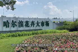 哈尔滨花卉大市场：百花争艳姹紫嫣红，本地人遛弯的好去处视频封面