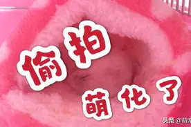 偷拍仓鼠宝宝睡觉片段，胎儿睡姿渴望安全感，萌态十足，惹人怜爱视频封面