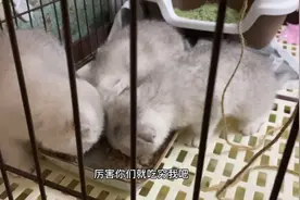 小猫出生第59天，已经可以吃泡软的猫粮了，马上就可以解放双手视频封面