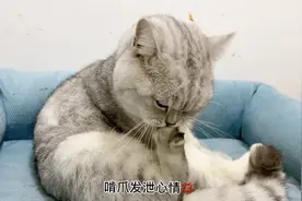 猫咪舔脚脚，舔着舔着开始啃脚指甲，是因为心情不好吗？视频封面