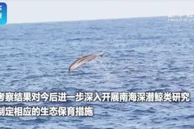 稀有！我国在南海海域首次发现多种鲸豚种类视频封面