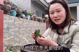 多肉大户扦插火祭，道出火祭只有冬天是红色的，看看是如何扦插？视频封面