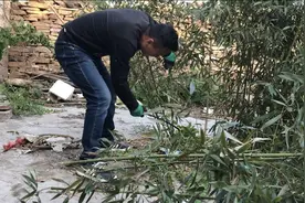 农村小伙把家里5年的竹子砍了，种棵石榴树吃个水果也取个好寓意视频封面