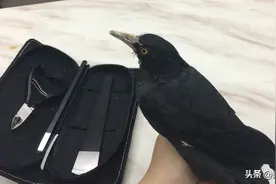 拯救一只受伤的鸟视频封面