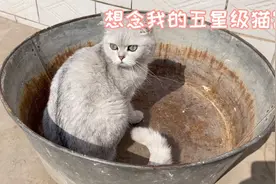 猫咪回村前和回村后对比，洗衣盆当猫窝，被狗追的到处跑