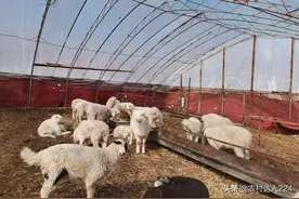 图集模块讲解，科学建造羊圈舍，分类管理废物利用创造更多价值图片