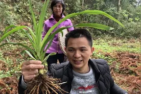 东妈上火脸好肿，阿东去深山挖来野草，放瘦肉一起煲降火特别快视频封面