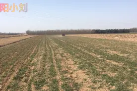 庆阳农村市场尿素80斤75一袋、100斤95一袋、大家觉得买那种划算视频封面