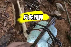 小伙拿椰肉诱老鼠 放的夹子只夹到脚断了   老鼠跑了视频封面