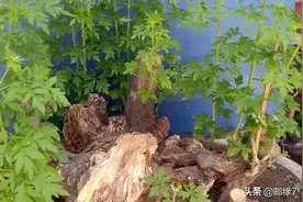 今年春天挖的黄荆老庄在我精心的设计和培育下越来越漂亮了。图片