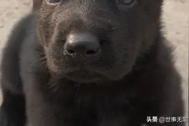 一条狗的成长记录图片