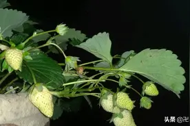牛奶草莓。图片