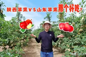 山东和陕西苹果哪个好吃？朋友们不要争了，苹果专家给你客观分析视频封面