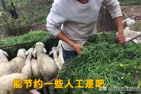 在农村养两百多只羊一个人行吗？圈养和放养你觉得哪种方法更合适视频封面