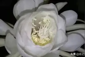 清角声高非易奏，优昙花好不轻开。图片