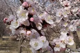 人间最美四月天，又是一年杏花红。图片