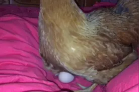 母鸡在孕妇床上下蛋！老人说有好事！是真的吗？视频封面
