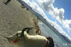 动物世界的悠闲时光和幸福生活图片