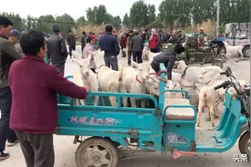 实拍：山东青岛羊市山羊便宜，毛羊11一斤养殖户挣钱吗？视频封面
