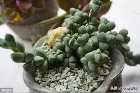 夏季网购多肉植物鹿角海棠，上盆前修不修根？是否能顺利服盆？图片