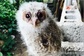猫头鹰孵化真实拍摄全程记录，持续更新～图片