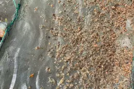 八十元一只的美味大闸蟹小时啥样子，小小圆圆的，哇塞太可爱了吧视频封面