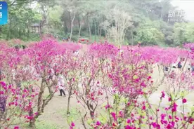 视频 | 在那桃花盛开的地方……视频封面