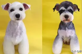 贵宾犬、雪纳瑞造型大放送，在小程序“掌心宠物App”收藏图片