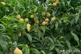 桃子熟了，我们一起来品尝吧图片