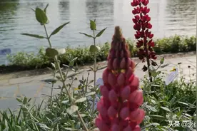 闪闪的泪光《鲁冰花》图片