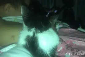 牛奶抱着爸爸的手臂睡着了，就面包还要跟爸爸一起看抖音，太不乖视频封面
