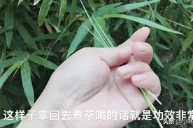 竹叶煮水喝功效多，但是很多人都不知道！宝妈今天涨知识了！视频封面