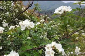 七里香香飘七里，花色雪白，治疗月经不调，小伙挖回两颗做盆景！视频封面