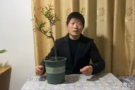 海棠花的养护管理方法，这样养护海棠花盆栽，枝繁叶茂开花多多！视频封面