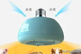 芦丁鸡，虫子鸡，来自王泽铺昆虫小镇的土科技 图片