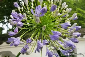 仰拍花朵，真的好看图片