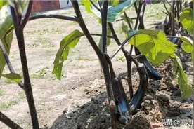 砖缝里边种茄子，长的不错啊！图片