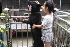 狗狗和姐姐比谁更高吗？图片