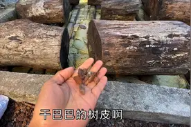 种国兰的树皮是如何发酵的，多年养兰经验告诉你视频封面