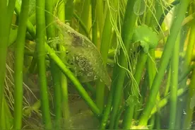 小虾产卵过程视频封面